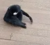 gottafkngo