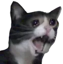 caaaaaaaaaaaaaaaaat