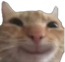 catsmile