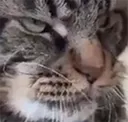 CattoUnimpressed