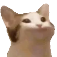 nodCat