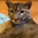 skoinky