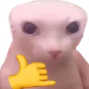 gatoschuster