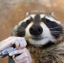 raccoonloadinggun raccoonloadinggun