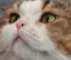 CatLookie CatLookie