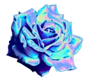 vflower2