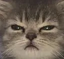 suskitty suskitty