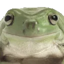 frognod