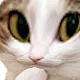 catthink