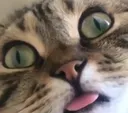 catblehp