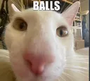 Ballcat Discord Emoji