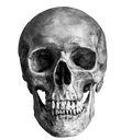 skullrealistic skullrealistic