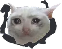 Sad_Cat