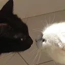 kittyyingyang Discord Emoji