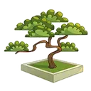 bonsai