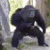 monke_vibin monke_vibin