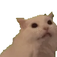 catstroke