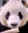pandaeat pandaeat