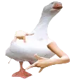 yahiaSWAGOOSE