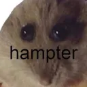 hampter