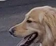druutdog