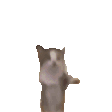 happykitty