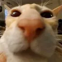 catsniff