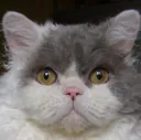 catstare catstare