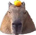 Orangbara