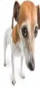 Bruh_dog