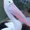pelican