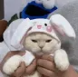 ot_bunnykitty