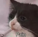 BAD_PAIN