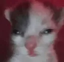 hognar