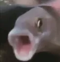pogfish