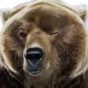 BAERwink BAERwink