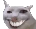 cat2