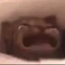 catcry