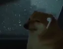 BruhDog BruhDog