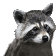 danceraccoon
