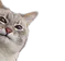 lurkingcat
