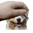 petanoki