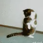 CE_RollingCatto2