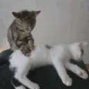 CE_CatMassage