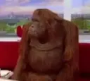WhereMonkey