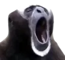 monke_yawn monke_yawn