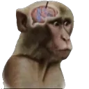 monke_neuron_activation