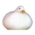duckball Discord emoji