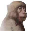 monke_neuron_not_activated