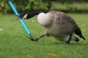 goosewithlightsaber